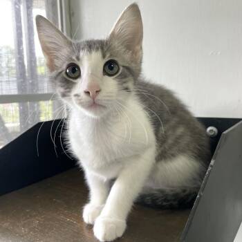 Crimson Clover -  Domestic Short Hair Cat for Adoption in Carencro, Louisiana - Crimson Clover | PetCurious