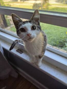 Rescue Domestic Short Hair Cats for Adoption - Piggy | PetCurious