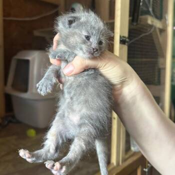 Domestic Medium Hair Cats Available for Adoption in Tipton, Indiana - Lorien | PetCurious