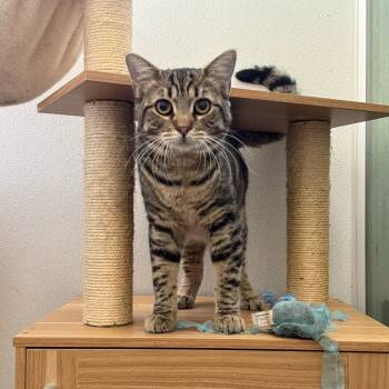 Rescue Domestic Short Hair Cats for Adoption in Brea, California - Tart | PetCurious