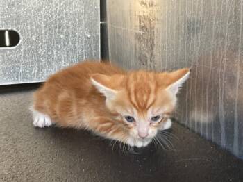SANSA - NEEDS A FOSTER -  Domestic Short Hair Cat for Adoption in Ontario, California - SANSA - NEEDS A FOSTER | PetCurious