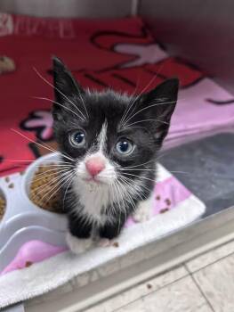 Hopscotch -  Domestic Short Hair and Tuxedo Cat Available for Adoption in Greensboro, North Carolina - Hopscotch | PetCurious