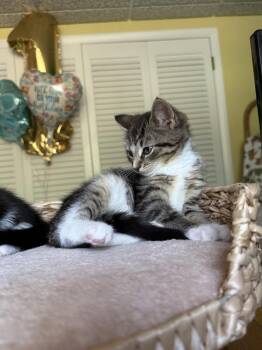 Petey -  Domestic Short Hair Cat for Adoption in East Greenville, Pennsylvania - Petey | PetCurious
