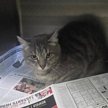 SEVI-Stray-110112 -  Domestic Short Hair Cat Available for Adoption in Salt Lake City, Utah - SEVI-Stray-110112 | PetCurious