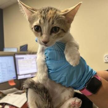 Beez -  Domestic Short Hair Cat for Adoption in San Antonio, Texas - Beez | PetCurious