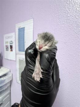Mouse* -  Domestic Short Hair Cat for Adoption in El Paso, Texas - Mouse* | PetCurious