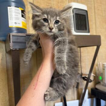 Sambo 050405A -  Domestic Medium Hair Cat for Adoption in Amory, Mississippi - Sambo 050405A | PetCurious