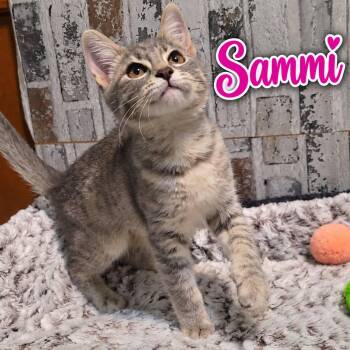 Sammi -  Domestic Short Hair Cat for Adoption in San Tan Valley, Arizona - Sammi | PetCurious