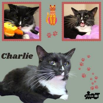 Charlie (Cat) -  Domestic Medium Hair and Tuxedo Cat for Adoption in Lindsay, California - Charlie (Cat) | PetCurious