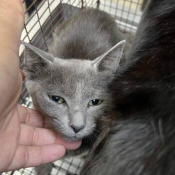 Donna Rae Clawton -  Domestic Short Hair Cat for Adoption in Galveston, Texas - Donna Rae Clawton | PetCurious