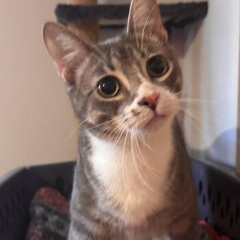 Sardine -  Domestic Short Hair Cat for Adoption in Houston, Texas - Sardine | PetCurious