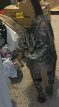 AB - Brad -  Domestic Short Hair Cat for Adoption in Battle Ground, Washington - AB - Brad | PetCurious