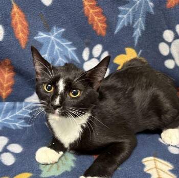 Fern -  Domestic Short Hair Cat for Adoption in Valdosta, Georgia - Fern | PetCurious