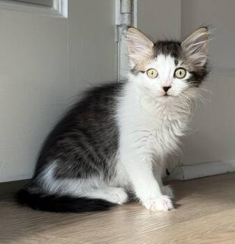 Tauriel -  Domestic Medium Hair Cat for Adoption in Montclair, New Jersey - Tauriel | PetCurious