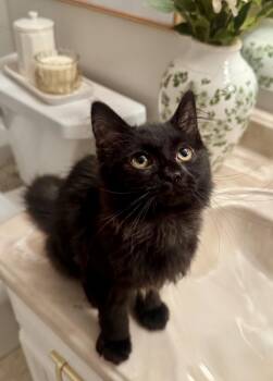 Truffle Kerfluffle -  Domestic Long Hair Cat for Adoption in Chandler, Arizona - Truffle Kerfluffle | PetCurious