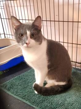 Bode -  Domestic Short Hair Cat for Adoption in Sudbury, Massachusetts - Bode | PetCurious
