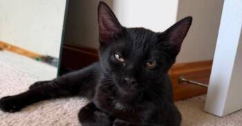 Gizmo -  Domestic Short Hair Cat for Adoption in Milton, Delaware - Gizmo | PetCurious