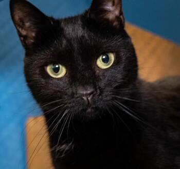 EDDIE -  Domestic Short Hair Cat for Adoption in Boston, Massachusetts - EDDIE | PetCurious