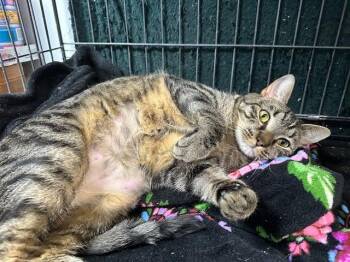 Domestic Short Hair Cats Available for Adoption - Dutchie | PetCurious