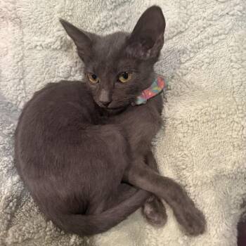 Gigi -  Russian Blue and Domestic Short Hair Cat for Adoption in Brea, California - Gigi | PetCurious