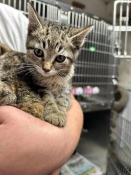 Domestic Short Hair Cats Available for Adoption in Princeton, Indiana - TOMATO/ATHENA | PetCurious