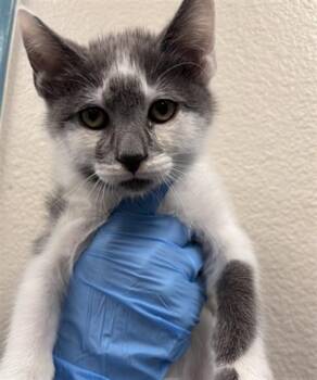 Domestic Short Hair Cats Available for Adoption in Las Vegas, Nevada - DAN | PetCurious