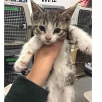 Wirtz -  Domestic Short Hair Cat for Adoption in Victoria, British Columbia - Wirtz | PetCurious