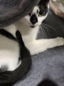 Elsie -  Domestic Short Hair Cat for Adoption in West Palm Beach, Florida - Elsie | PetCurious