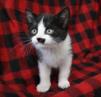 Rescue Domestic Short Hair Cats for Adoption in Thief River Falls, Minnesota - Elowen | PetCurious