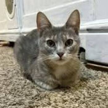 Domestic Short Hair Cats Available for Adoption in Tulsa, Oklahoma - Chloe | PetCurious