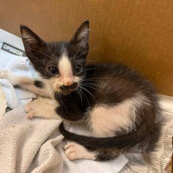 Get Out 33 -  Domestic Short Hair Cat for Adoption in Austin, Texas - Get Out 33 | PetCurious