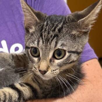 Zen -  Domestic Short Hair Cat for Adoption in Madison, Wisconsin - Zen | PetCurious