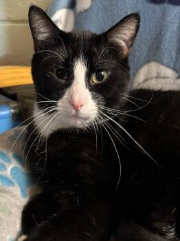 Rescue Domestic Short Hair Cats for Adoption in Sioux Falls, South Dakota - Juke | PetCurious