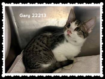 GARY (see also GRAYSON & GRAY) -  Domestic Short Hair Cat for Adoption in Marietta, Georgia - GARY (see Also GRAYSON & GRAY) | PetCurious