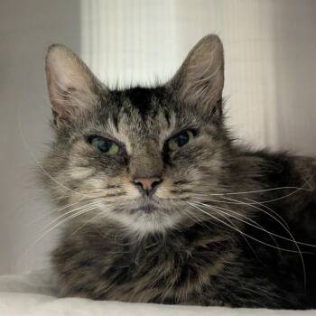 Ms. Norris -  Domestic Medium Hair Cat for Adoption in Hendersonville, North Carolina - Ms. Norris | PetCurious
