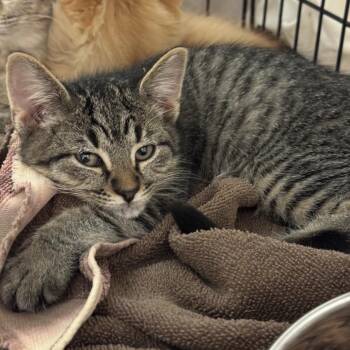 Domestic Short Hair Cats Available for Adoption in South Elgin, Illinois - Percy | PetCurious