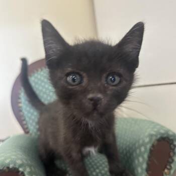 Deadpool -  Domestic Short Hair Cat for Adoption in Park City, Utah - Deadpool | PetCurious