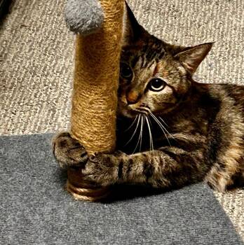 Simone -  Domestic Short Hair Cat for Adoption in Pasco, Washington - Simone | PetCurious