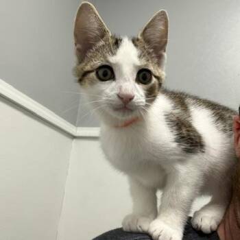Pike -  Domestic Short Hair Cat for Adoption in Bryan, Ohio - Pike | PetCurious