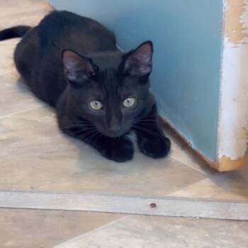 Nebula -  Domestic Short Hair Cat for Adoption in San Pablo, California - Nebula | PetCurious