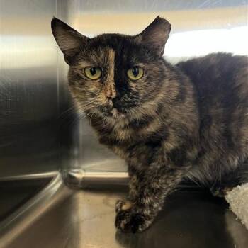 Intel -  Domestic Short Hair Cat for Adoption in Kanab, Utah - Intel | PetCurious
