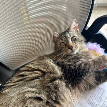 Rescue Domestic Long Hair Cats for Adoption in Gibsonia, Pennsylvania - Daisy DUMPling | PetCurious