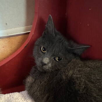 Rescue Domestic Short Hair Cats for Adoption in Burlingame, California - Matcha | PetCurious