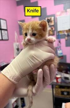 Domestic Short Hair Cats Available for Adoption in Columbus, Indiana - Knife | PetCurious