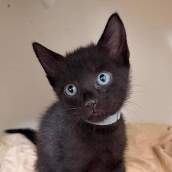 Crow Shaw-CA (Teal) -  Domestic Short Hair Cat for Adoption in Tallahassee, Florida - Crow Shaw-CA (Teal) | PetCurious