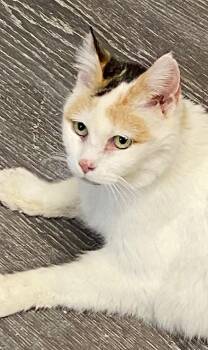 Calico Cats Available for Adoption - Millie | PetCurious