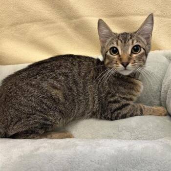 Maple -  Domestic Short Hair Cat for Adoption in Hawthorne, California - Maple | PetCurious