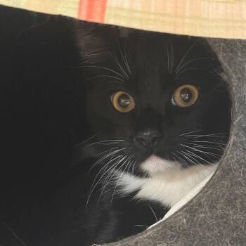 Creepers w/ Jeepers -  Domestic Short Hair Cat for Adoption in Flagstaff, Arizona - Creepers W/ Jeepers | PetCurious