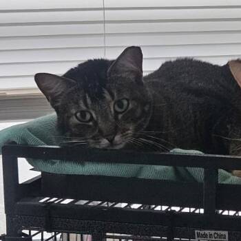 Rescue Domestic Short Hair Cats for Adoption in West Palm Beach, Florida - Bella | PetCurious