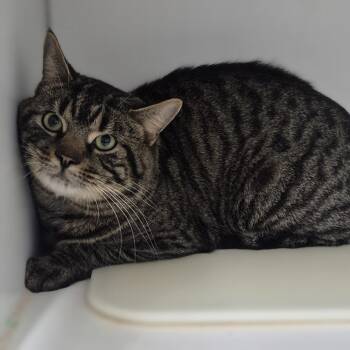 Domestic Short Hair Cats Available for Adoption in Newark, New Jersey - Cleveland | PetCurious